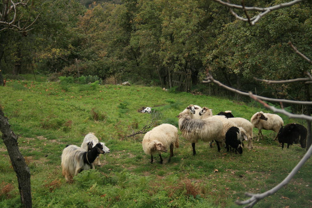 Agriturismo San Cataldo Motta Camastra Luaran gambar